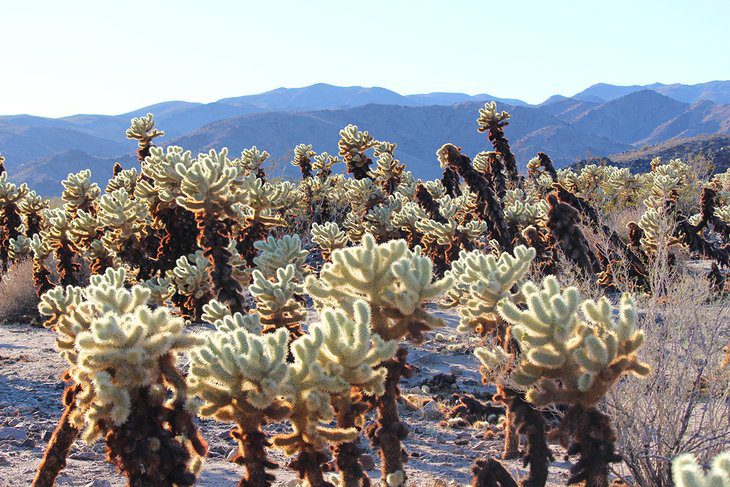 15 Top-Rated Things to Do in Joshua Tree National Park