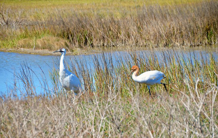 15 Top-Rated Things to Do in Rockport, TX