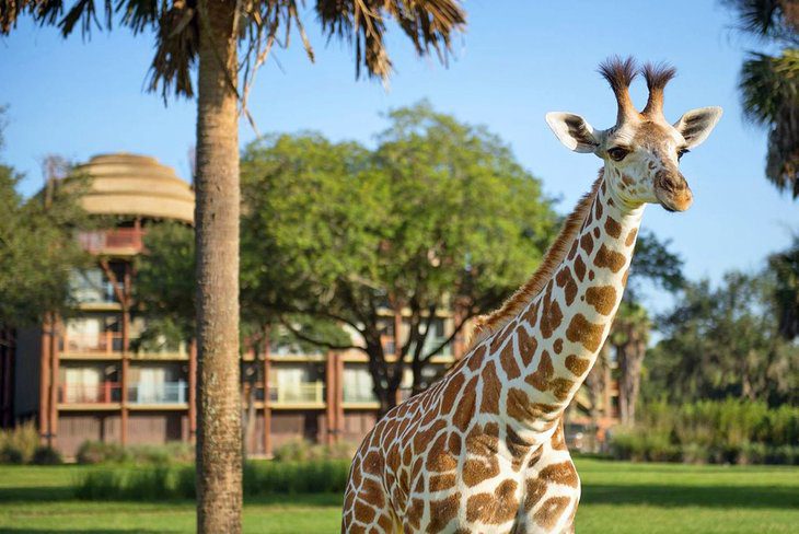 16 Best Family Resorts in Florida