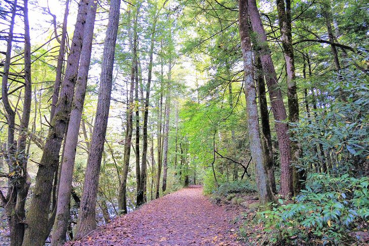 16 Best Hiking Trails near Gatlinburg, TN