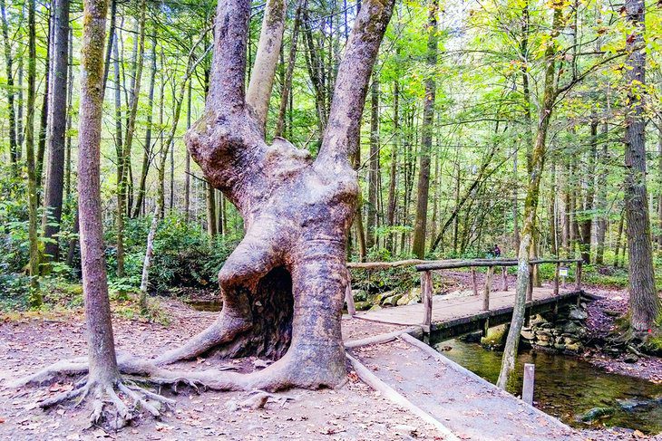 16 Best Hiking Trails near Gatlinburg, TN