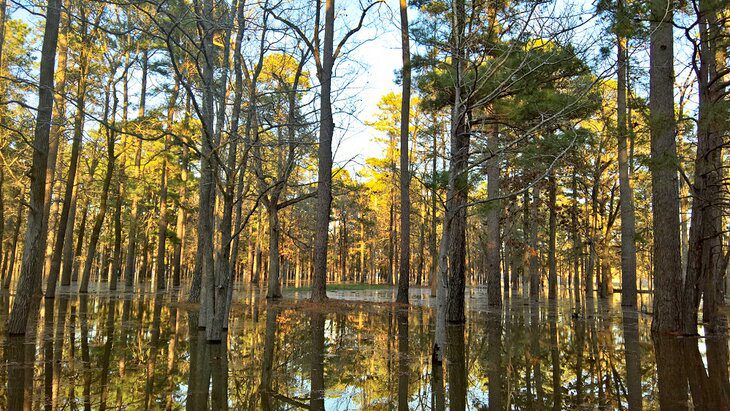 16 Best Lakes in Arkansas