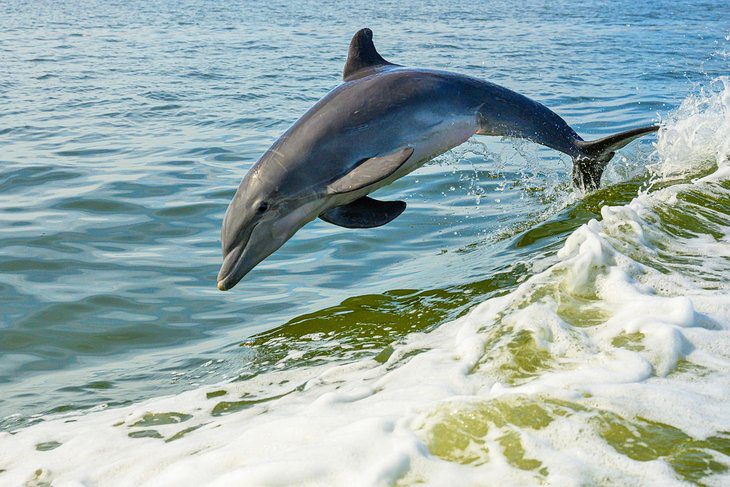 16 Best Things to Do in Clearwater, FL