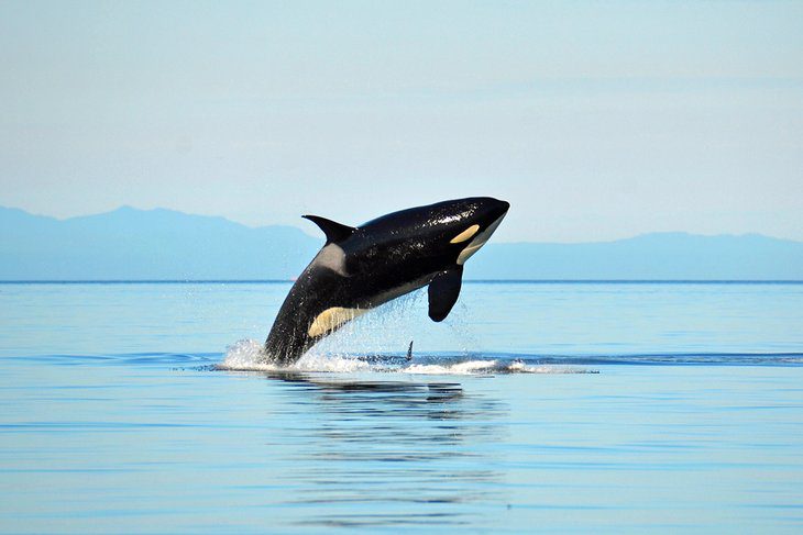 16 Top-Rated Attractions & Things to Do in Puget Sound, WA