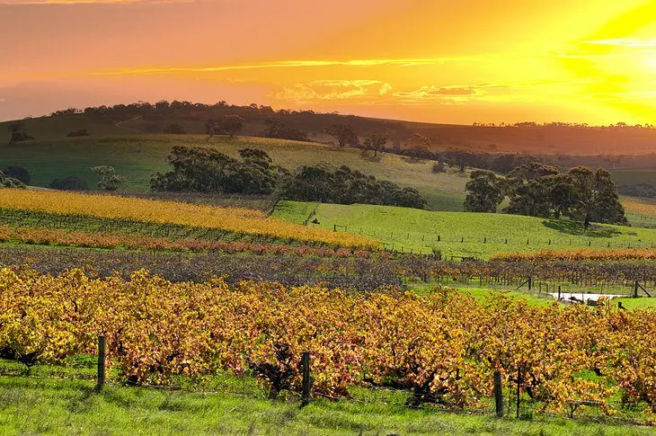 16 Top-Rated Attractions & Things to Do in the Barossa Valley