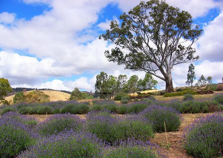 16 Top-Rated Attractions & Things to Do in the Barossa Valley