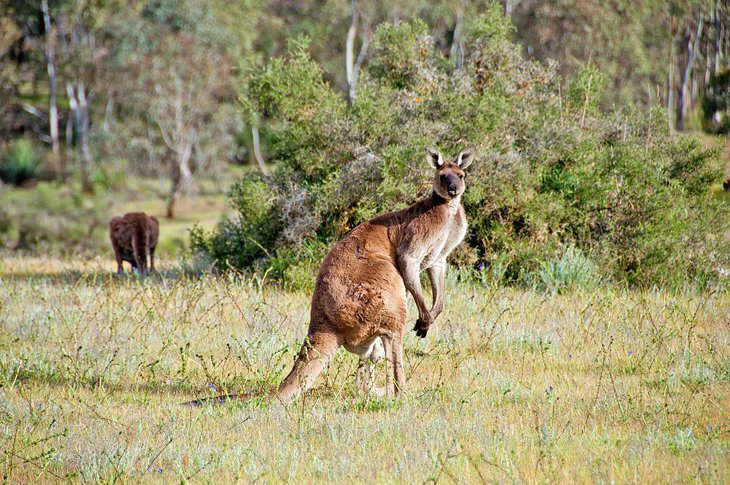 16 Top-Rated Attractions & Things to Do in the Barossa Valley