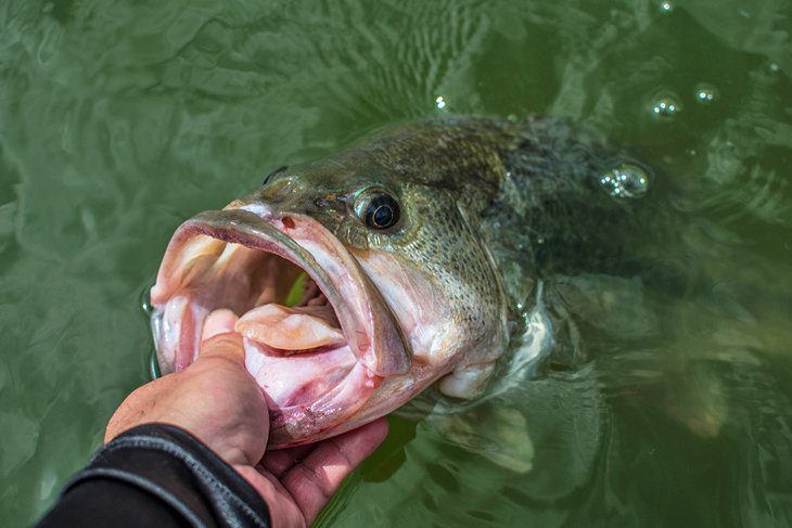 16 Top-Rated Fishing Lakes in Texas