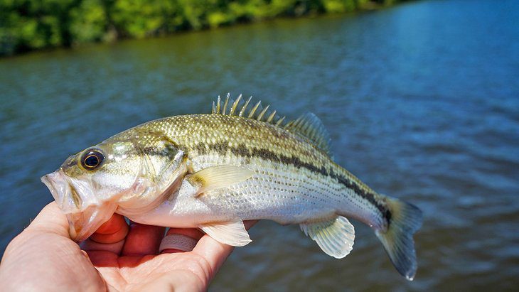 16 Top-Rated Fishing Lakes in Texas