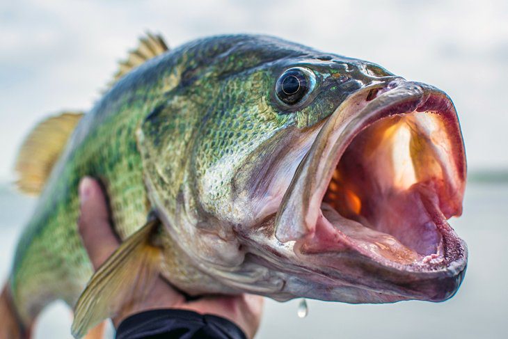 16 Top-Rated Fishing Lakes in Texas