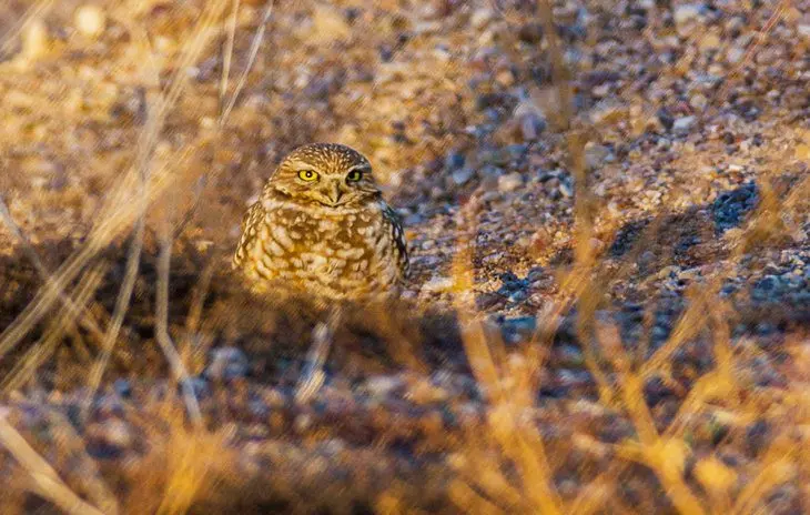 16 Top-Rated Things to Do in Big Bend Ranch State Park, TX