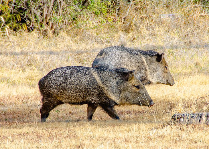 16 Top-Rated Things to Do in Big Bend Ranch State Park, TX