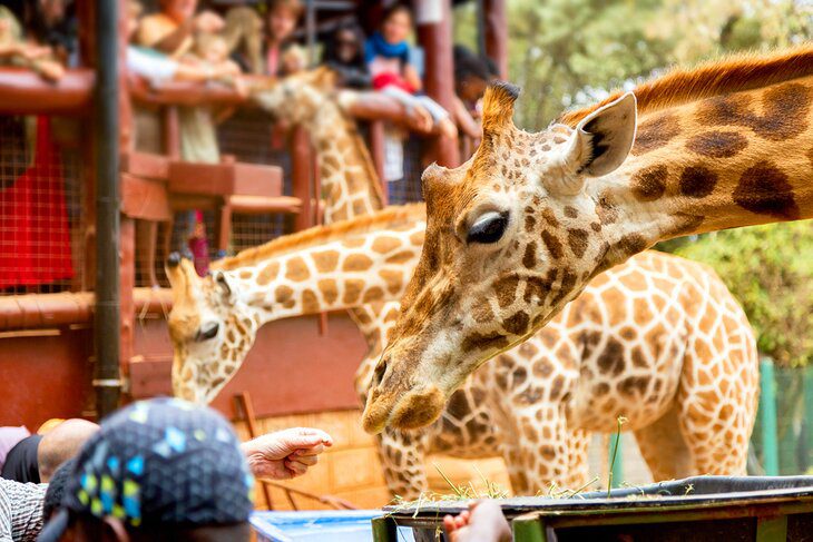 16 Top-Rated Tourist Attractions in Kenya