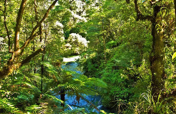 16 Top-Rated Tourist Attractions in Rotorua