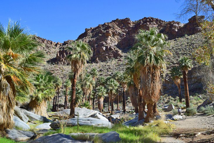 17 Best Hikes in Palm Springs, CA