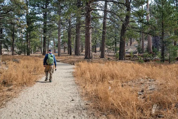 17 Best Hikes in Palm Springs, CA