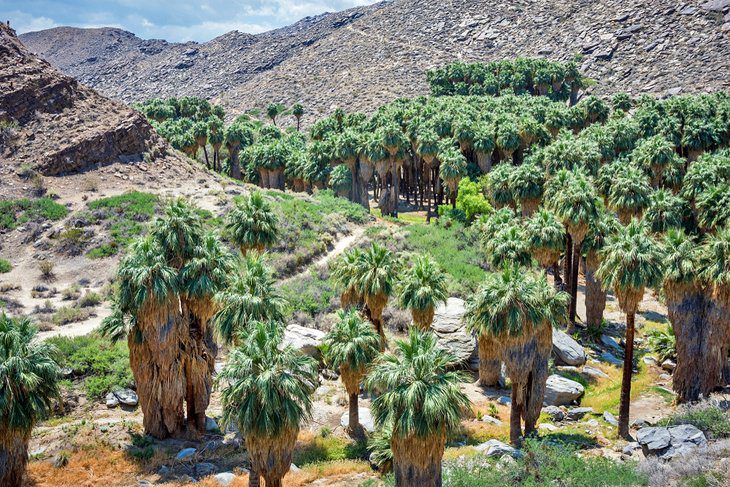 17 Best Hikes in Palm Springs, CA