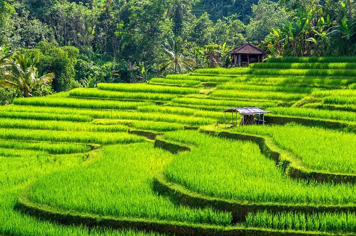 17 Top-Rated Tourist Attractions & Places to Visit in Bali