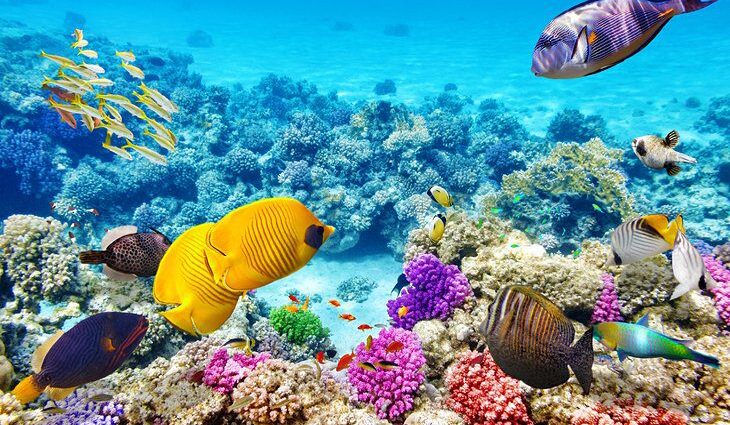 18 Best Places to Go Snorkeling in the World