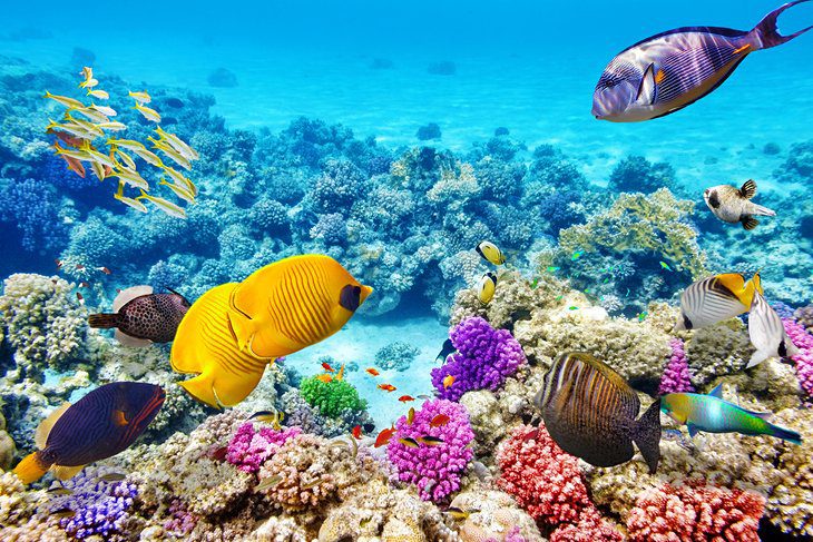 18 Best Places to Go Snorkeling in the World