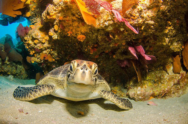 18 Best Places to Go Snorkeling in the World