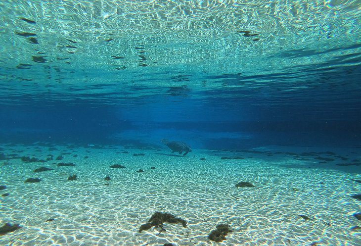 18 Best Springs in Florida