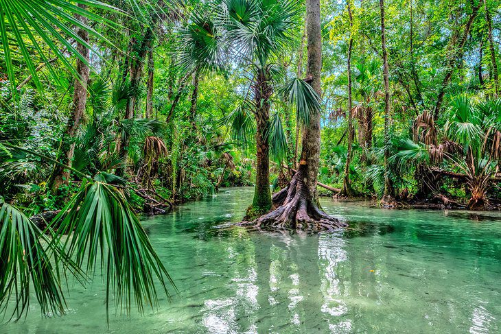 18 Best Springs in Florida