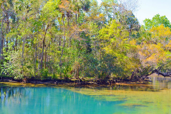 18 Best Springs in Florida