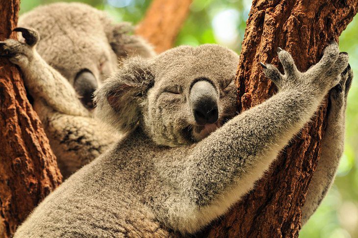 18 Top-Rated Attractions & Things to Do in Brisbane