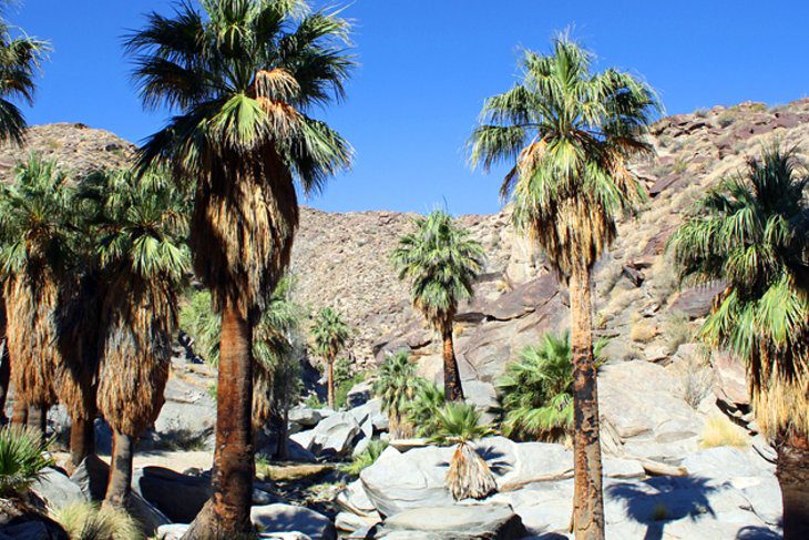 18 Top-Rated Tourist Attractions in Palm Springs, CA