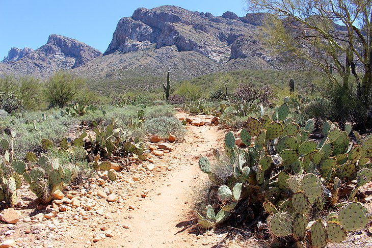 18 Top-Rated Tourist Attractions in Tucson, AZ