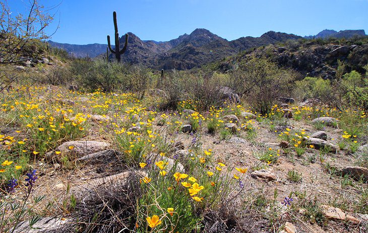 18 Top-Rated Tourist Attractions in Tucson, AZ