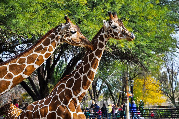 18 Top-Rated Tourist Attractions in Tucson, AZ