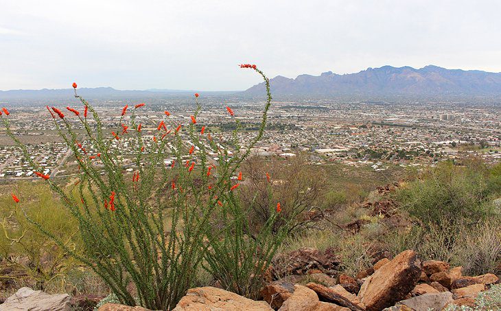 18 Top-Rated Tourist Attractions in Tucson, AZ