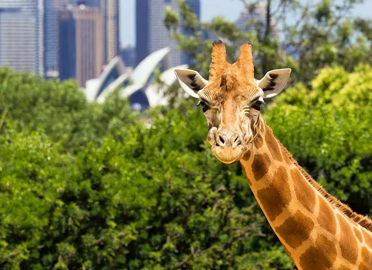 19 Top-Rated Tourist Attractions in Sydney