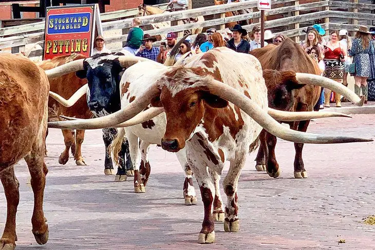 20 Top-Rated Tourist Attractions in Fort Worth, TX