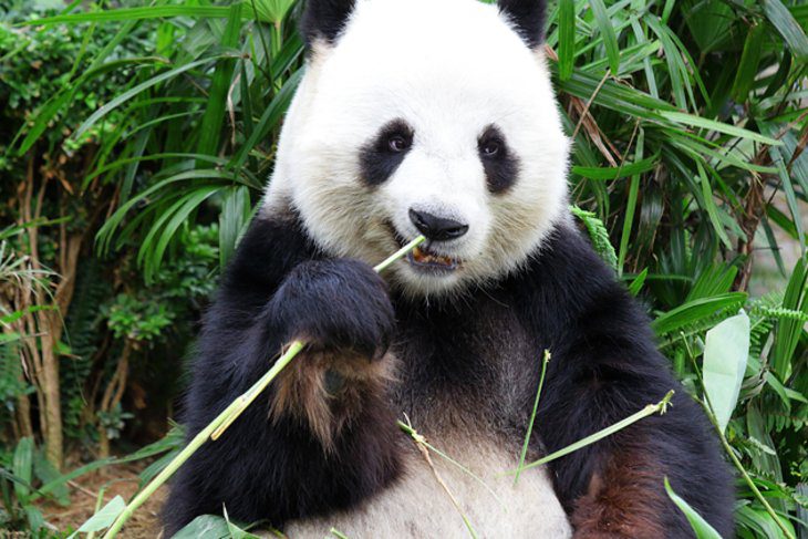 21 Top-Rated Attractions & Things to Do in Chengdu