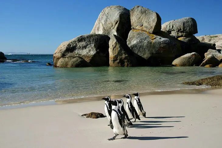 24 Top Attractions & Places to Visit in Cape Town