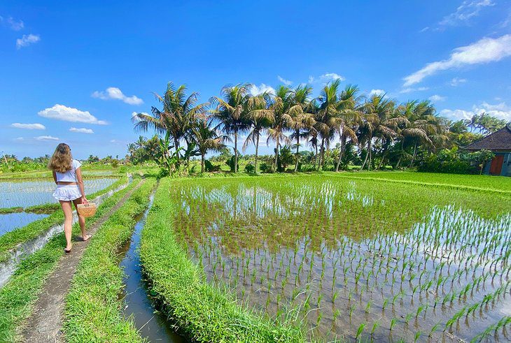 25 Top-Rated Things to Do in Bali