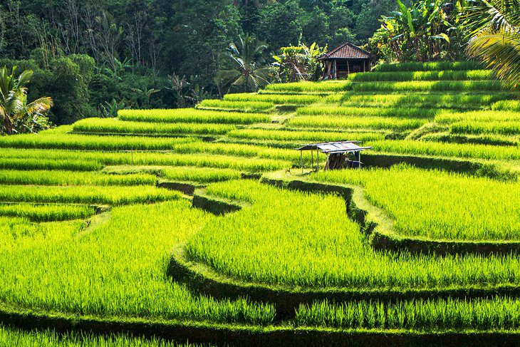 25 Top-Rated Things to Do in Bali