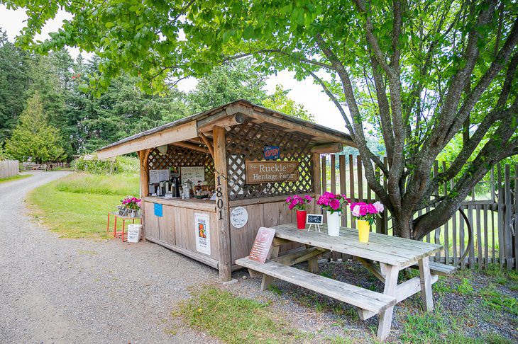 3 Best Campgrounds on Salt Spring Island, BC