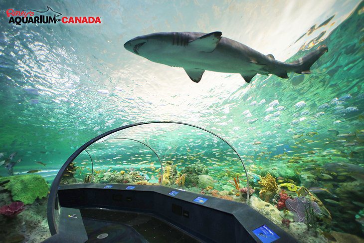 30 Top-Rated Tourist Attractions in Toronto