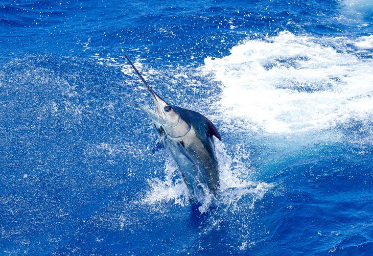 4 Top Places for Deep Sea Fishing in Texas