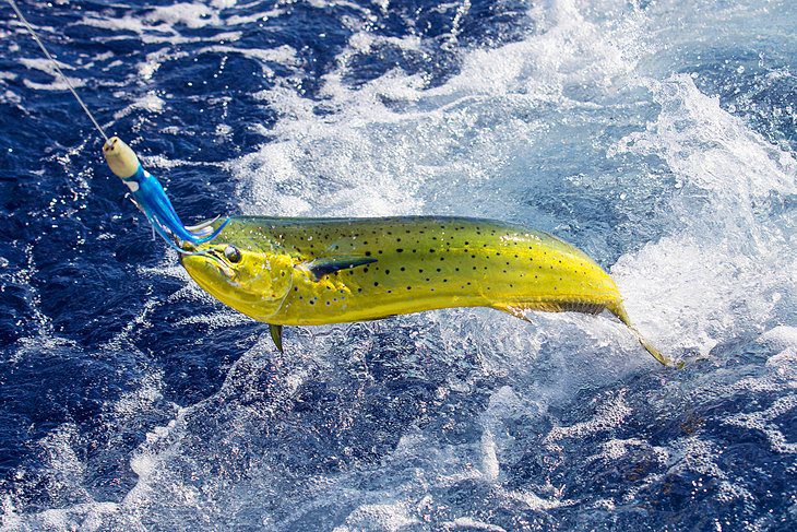 4 Top Places for Deep Sea Fishing in Texas