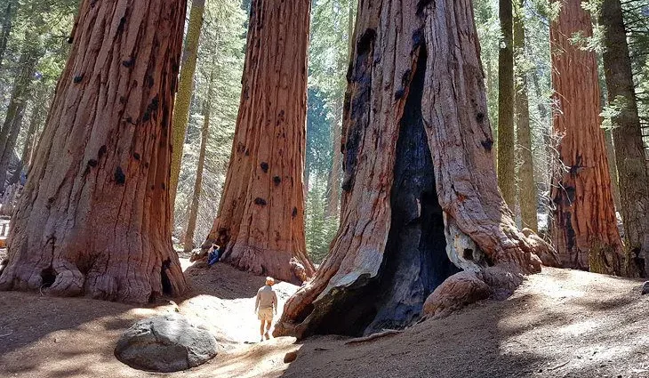 6 Best Campgrounds in Sequoia National Park