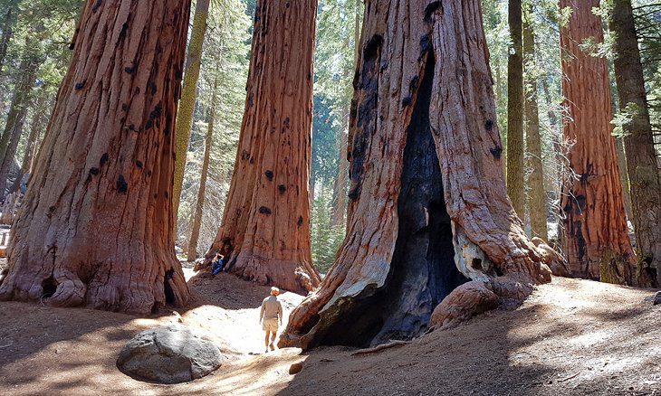 6 Best Campgrounds in Sequoia National Park