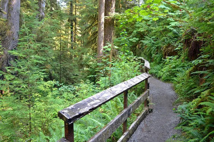 6 Best National Forests in Washington State