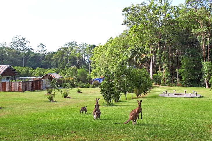 7 Best Campgrounds & Caravan Parks near Coolum Beach