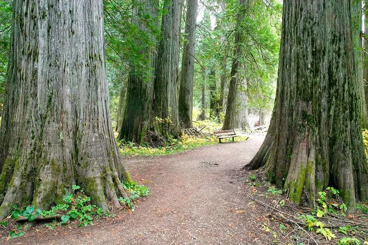 7 Best National Forests in Montana