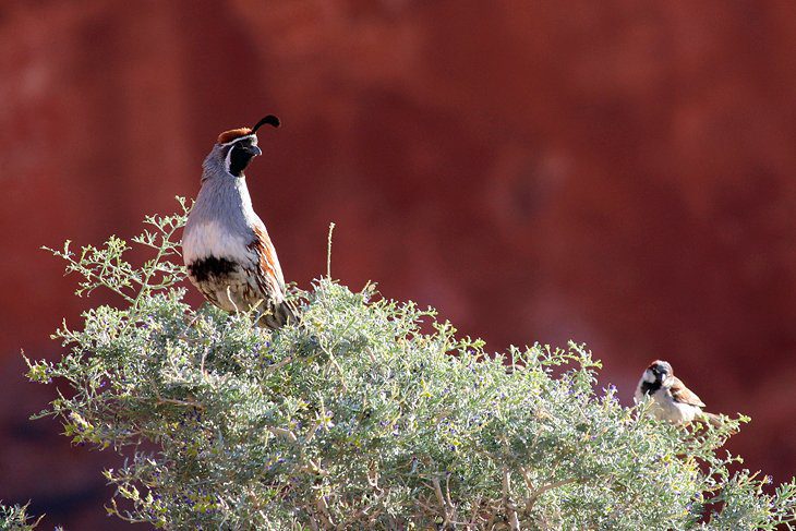 7 Top-Rated Hiking Trails in Valley of Fire State Park